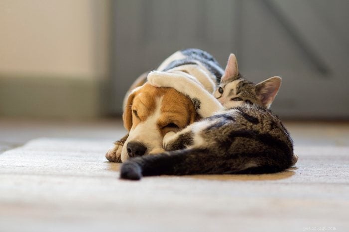 50 Adorable Photos of Kittens Sleeping Peacefully