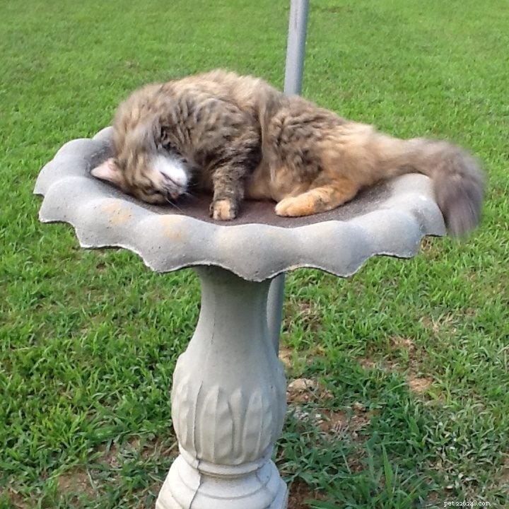 50 Adorable Photos of Kittens Sleeping Peacefully