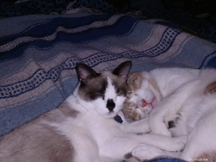 50 Adorable Photos of Kittens Sleeping Peacefully