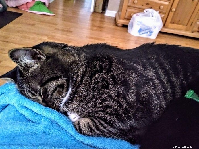 50 Adorable Photos of Kittens Sleeping Peacefully