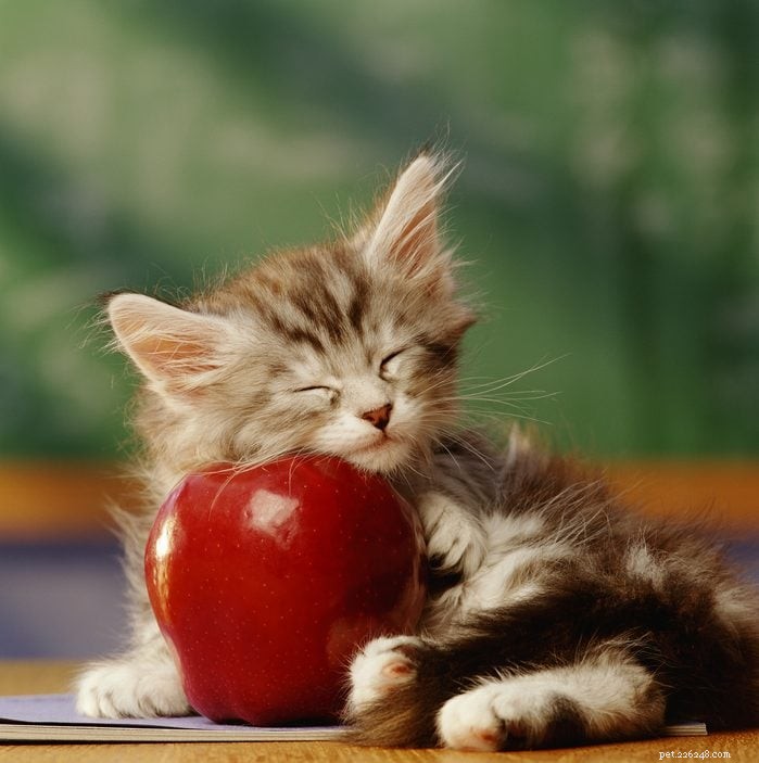 50 Adorable Photos of Kittens Sleeping Peacefully