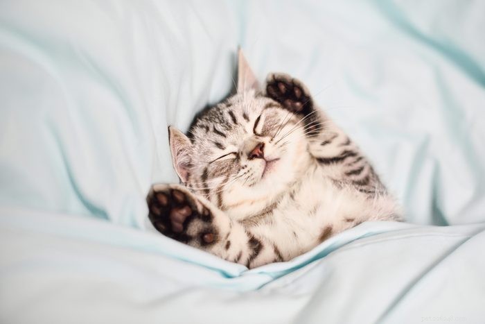 50 Adorable Photos of Kittens Sleeping Peacefully