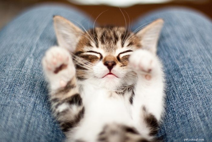50 Adorable Photos of Kittens Sleeping Peacefully