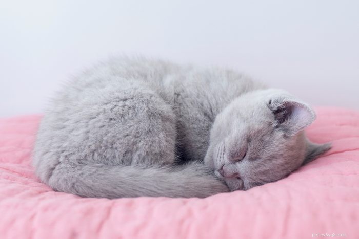 50 Adorable Photos of Kittens Sleeping Peacefully