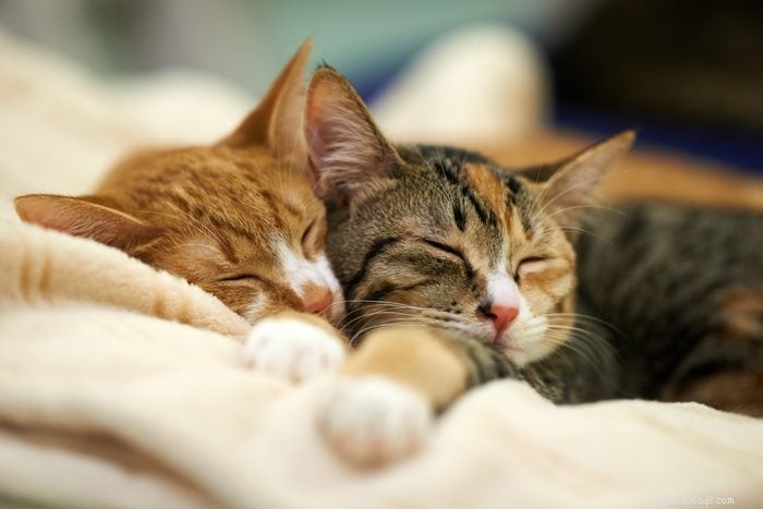 50 Adorable Photos of Kittens Sleeping Peacefully