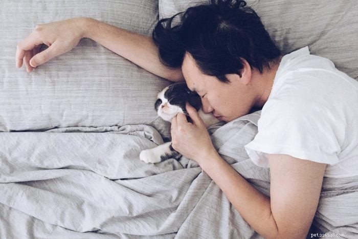50 Adorable Photos of Kittens Sleeping Peacefully