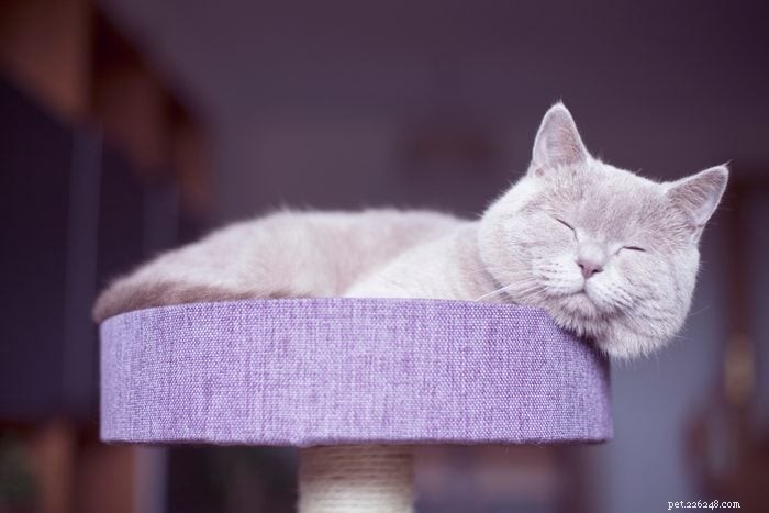 50 Adorable Photos of Kittens Sleeping Peacefully