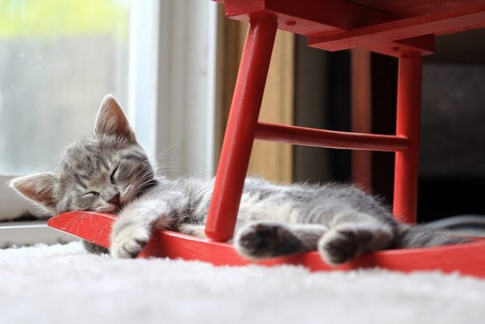 50 Adorable Photos of Kittens Sleeping Peacefully