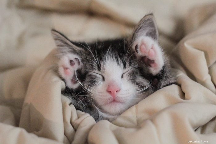 50 Adorable Photos of Kittens Sleeping Peacefully