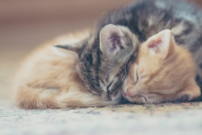 50 Adorable Photos of Kittens Sleeping Peacefully