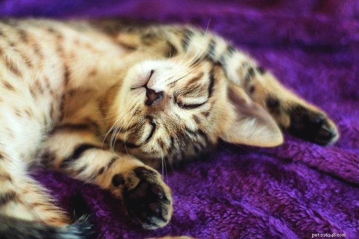 50 Adorable Photos of Kittens Sleeping Peacefully