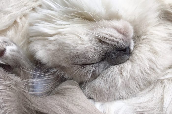 50 Adorable Photos of Kittens Sleeping Peacefully