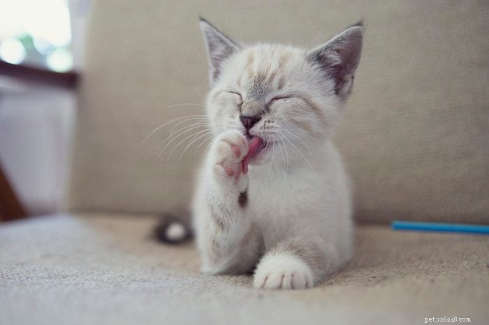 50 Adorable Photos of Kittens Sleeping Peacefully