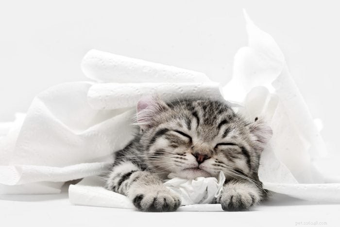 50 Adorable Photos of Kittens Sleeping Peacefully