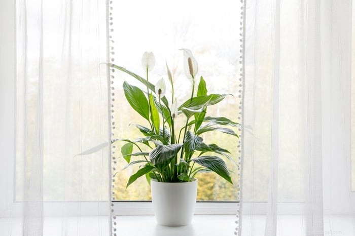 22 Houseplants That Are Poisonous to Cats: Keep Your Feline Safe
