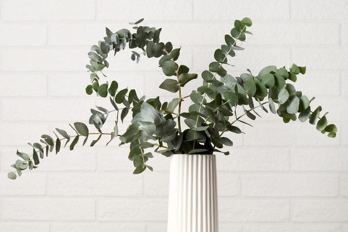 22 Houseplants That Are Poisonous to Cats: Keep Your Feline Safe