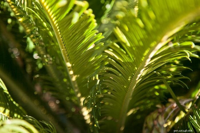 22 Houseplants That Are Poisonous to Cats: Keep Your Feline Safe