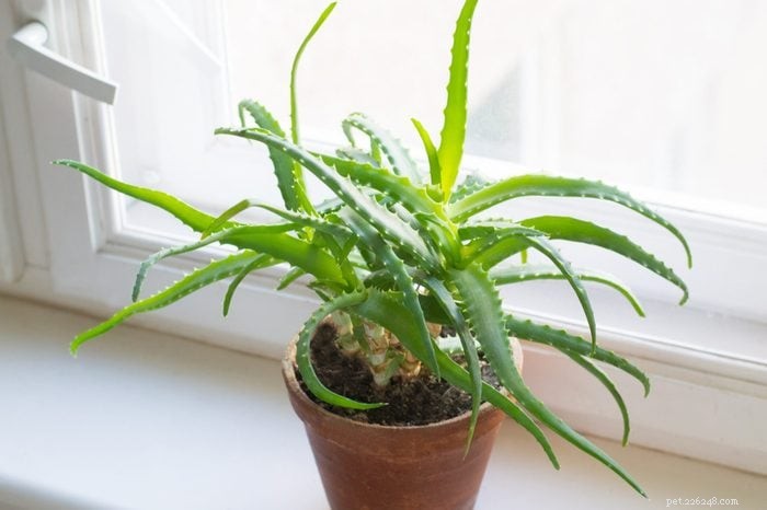 22 Houseplants That Are Poisonous to Cats: Keep Your Feline Safe