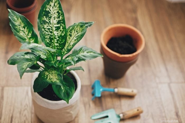 22 Houseplants That Are Poisonous to Cats: Keep Your Feline Safe