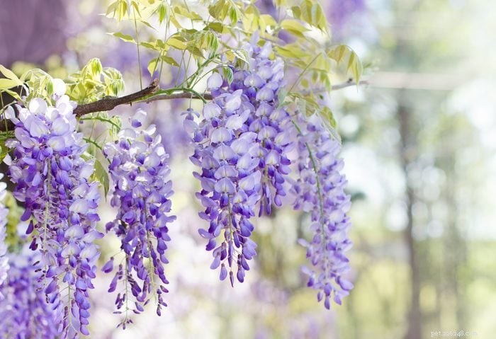22 Houseplants That Are Poisonous to Cats: Keep Your Feline Safe