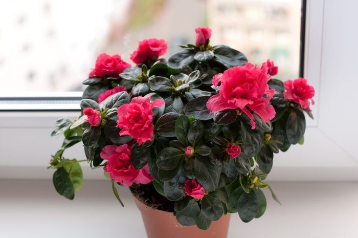 22 Houseplants That Are Poisonous to Cats: Keep Your Feline Safe