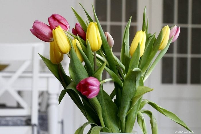 22 Houseplants That Are Poisonous to Cats: Keep Your Feline Safe