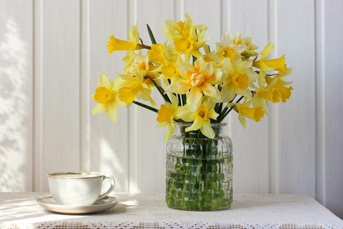 22 Houseplants That Are Poisonous to Cats: Keep Your Feline Safe