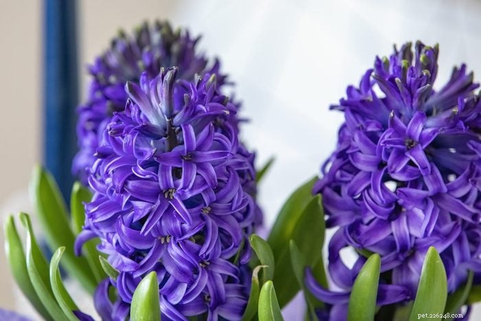 22 Houseplants That Are Poisonous to Cats: Keep Your Feline Safe