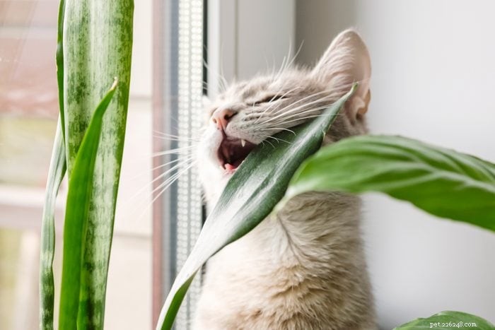 22 Houseplants That Are Poisonous to Cats: Keep Your Feline Safe