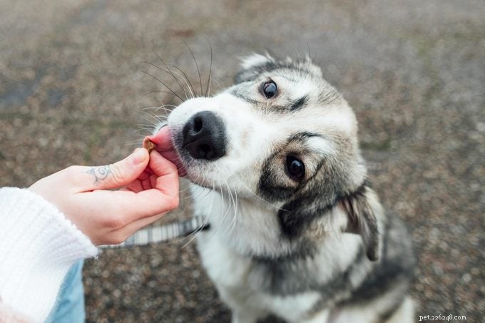 Master Dog Training: Basic Commands, Fun Tricks, and Expert Tips