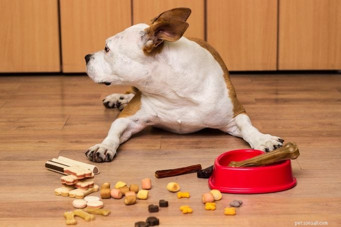 Master Dog Training: Basic Commands, Fun Tricks, and Expert Tips