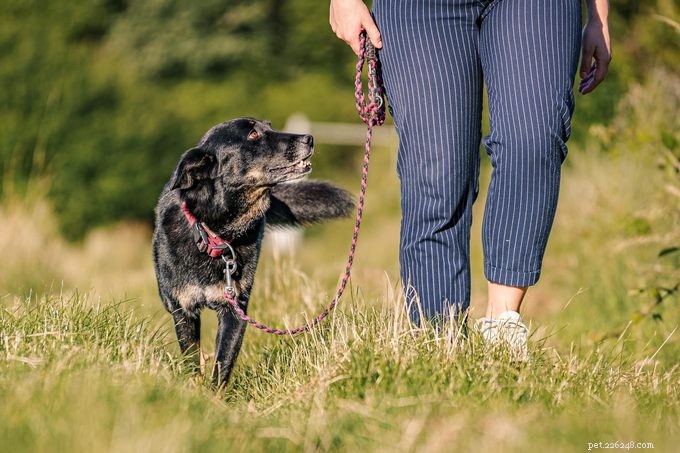 Master Dog Training: Basic Commands, Fun Tricks, and Expert Tips