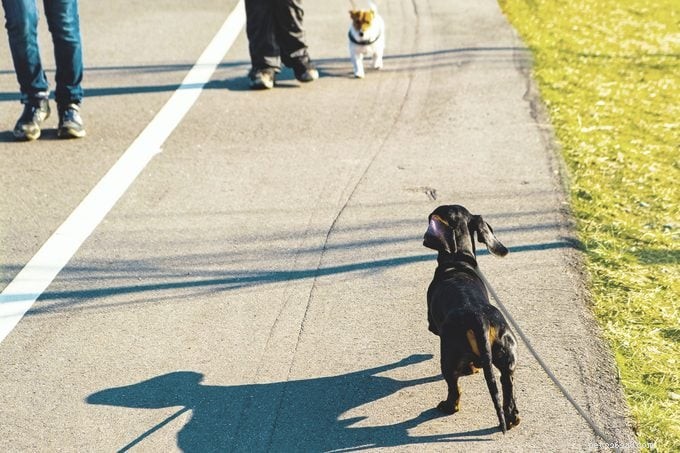 Understanding Why Dogs Bark at Other Dogs: Causes and Solutions