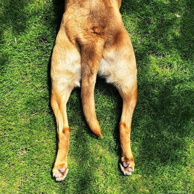 Why Dogs Sploot: Veterinary Insights into the Adorable Canine Pose