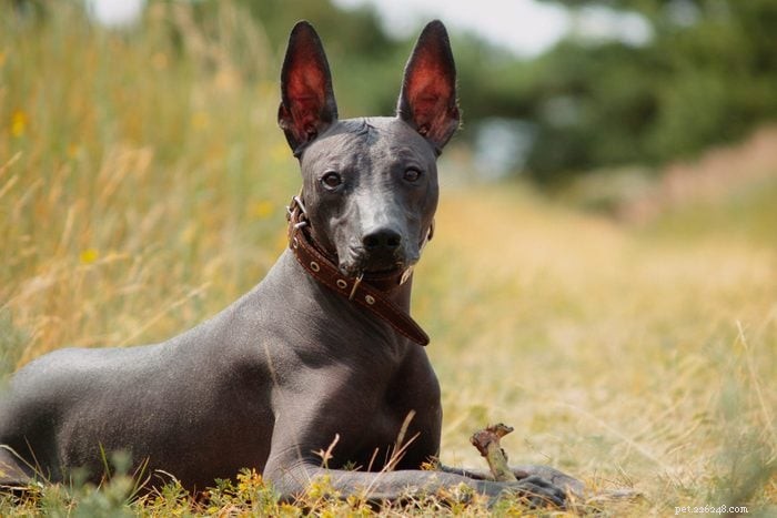 How to Pronounce 12 Popular Dog Breeds Accurately