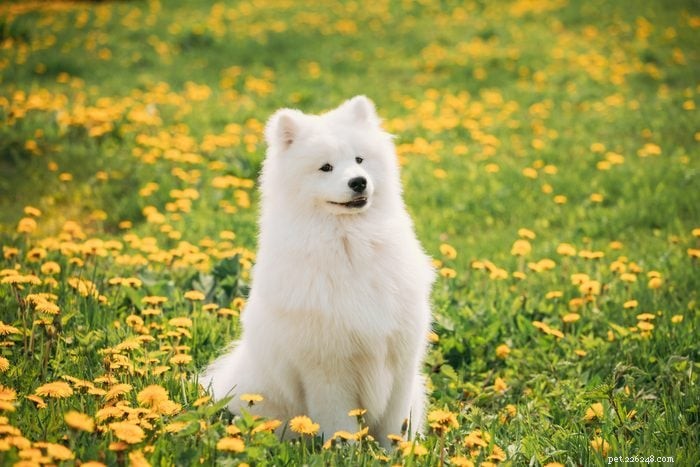 How to Pronounce 12 Popular Dog Breeds Accurately
