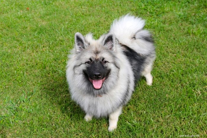 How to Pronounce 12 Popular Dog Breeds Accurately