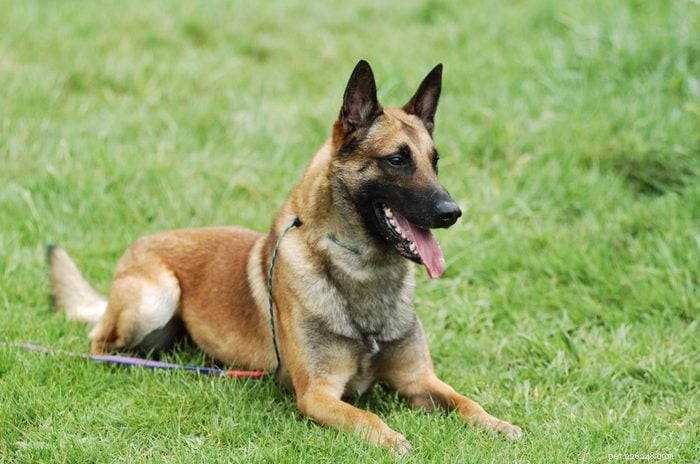 How to Pronounce 12 Popular Dog Breeds Accurately