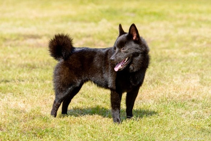 How to Pronounce 12 Popular Dog Breeds Accurately
