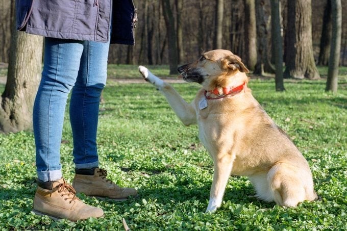 Decoding Canine Behavior: Why Your Dog Places Its Paw on You
