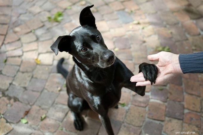 Decoding Canine Behavior: Why Your Dog Places Its Paw on You
