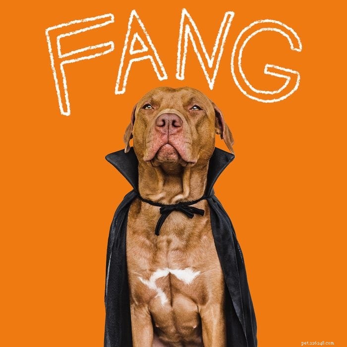 215+ Creative Dog Names That Reflect Your New Pup’s Personality