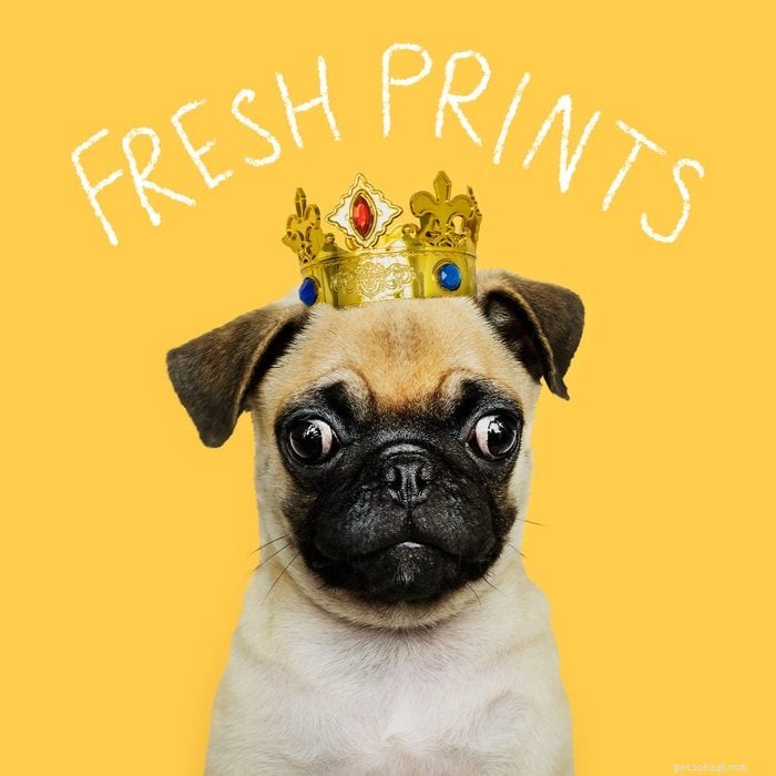 215+ Creative Dog Names That Reflect Your New Pup’s Personality