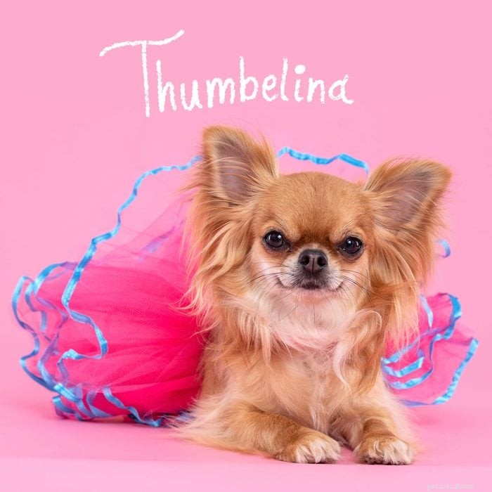 215+ Creative Dog Names That Reflect Your New Pup’s Personality