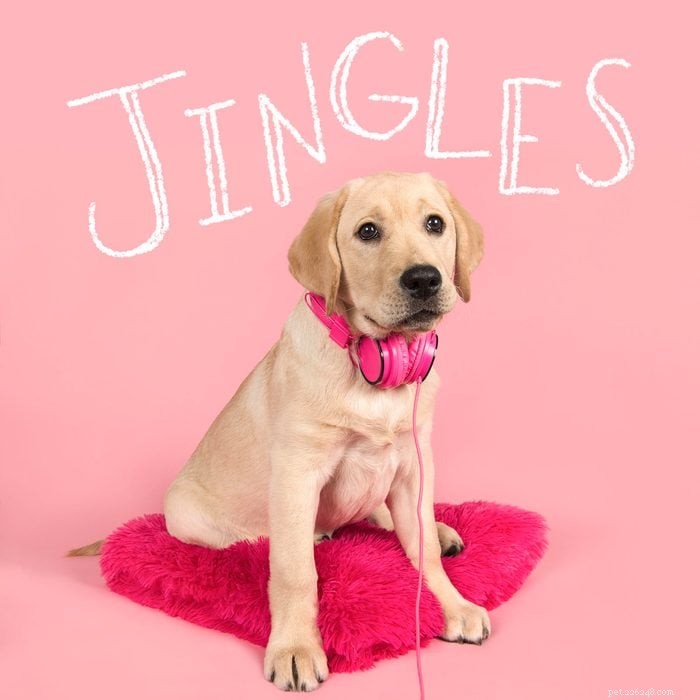 215+ Creative Dog Names That Reflect Your New Pup’s Personality