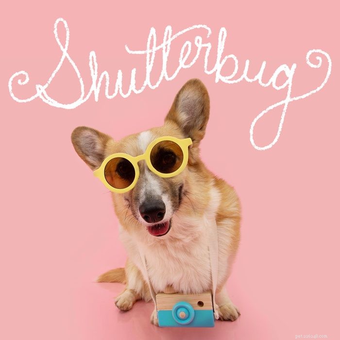 215+ Creative Dog Names That Reflect Your New Pup’s Personality