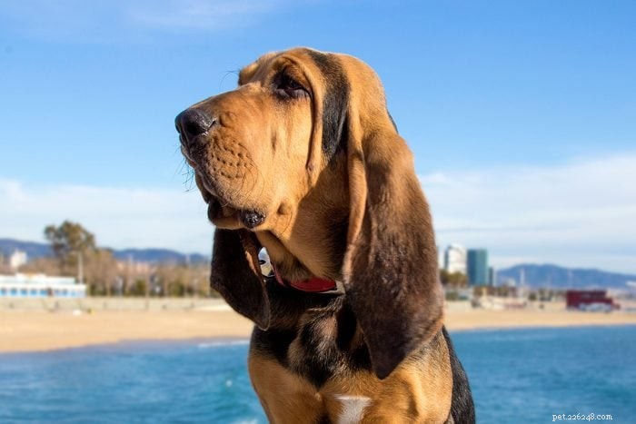12 Long‑Nosed Dog Breeds That Captivate Every Audience