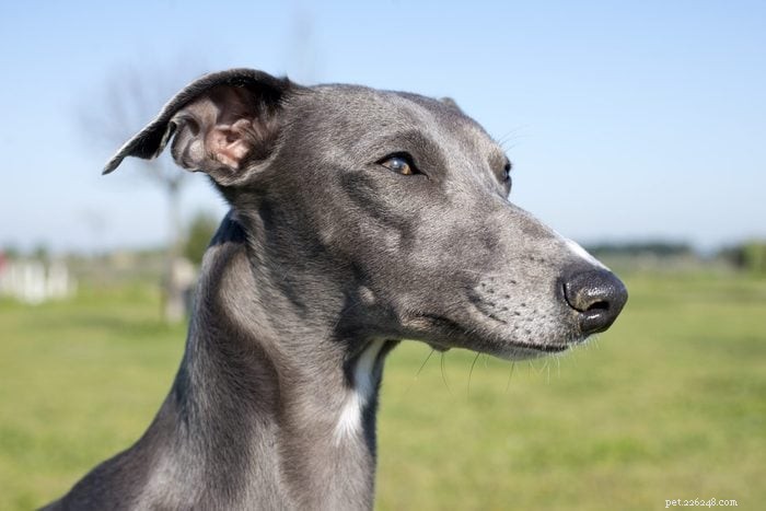 12 Long‑Nosed Dog Breeds That Captivate Every Audience