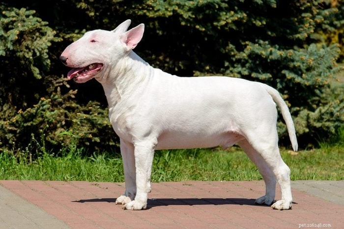 12 Long‑Nosed Dog Breeds That Captivate Every Audience