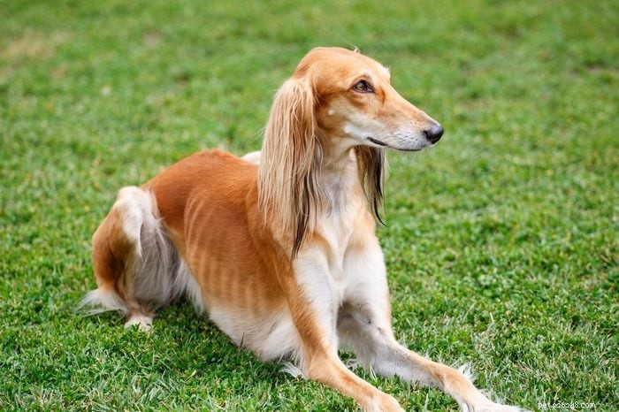 12 Long‑Nosed Dog Breeds That Captivate Every Audience